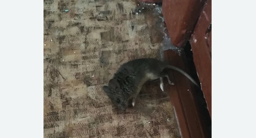 Дезинфекция от мышей в Нагатинском Затоне города Москвы